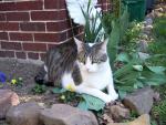 Boris the Garden Kitty