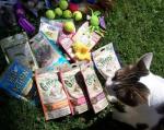 Donating Toys to Animal Rescue League Kitties