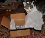 We Gotted a Box from CatToys.com