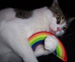 Rainbows fur Rememberin'