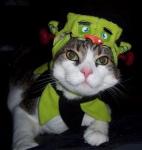 Kittehs in Costumes