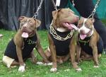 Doggies Gettin Hitched n Going for World Records