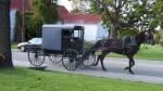 Amish Country Pumpkins