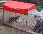 Crazy Squirrel Weekend
