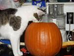 It Rainin Cat n Dog Pumpkins