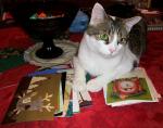 Christmas Cards for Da Kitteh